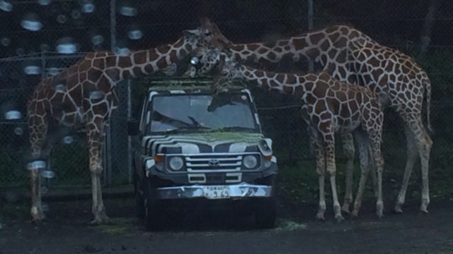 腹筋がつった時の対処法 そもそも原因とは ポイントはちくわ カチなピンチ